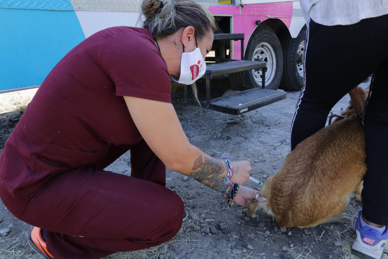Suma “Uichu” 750 servicios para prevenir y controlar reproducción canina y felina