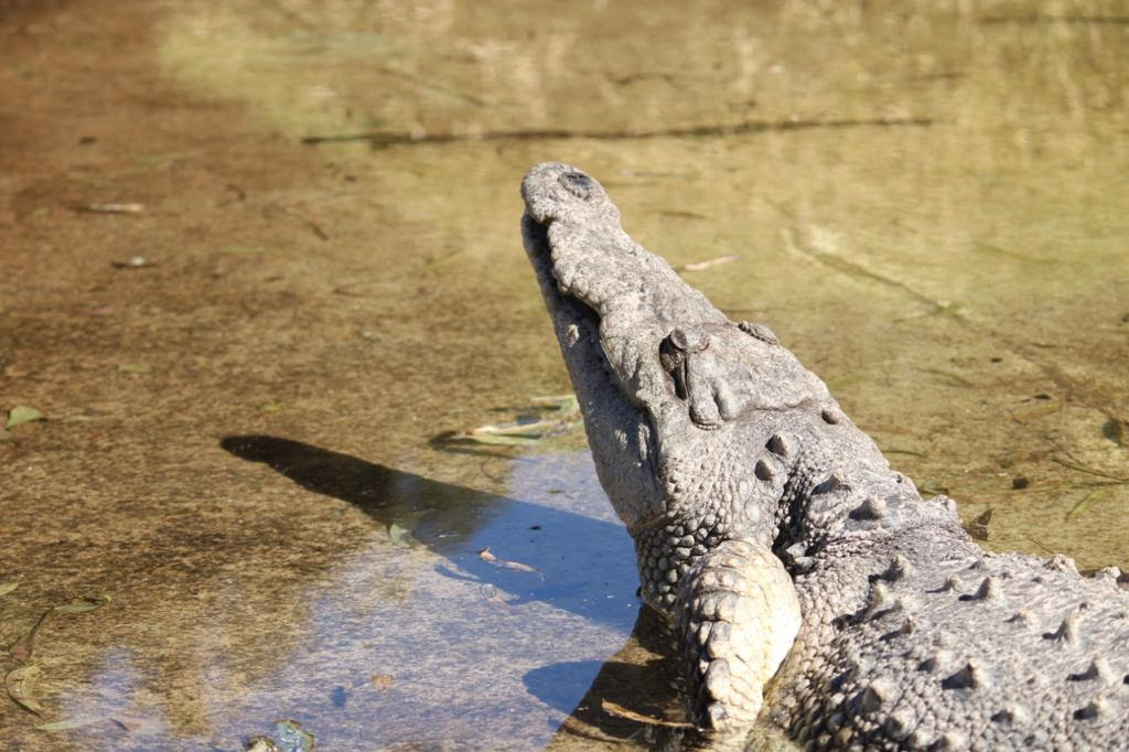 Zoológico de Morelia desmiente escape de Cocodrilo