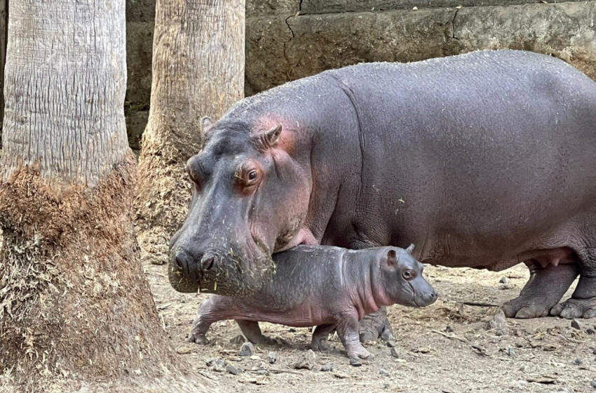 Hipopótamo de Nilo, nuevo integrante del Zoológico de Morelia