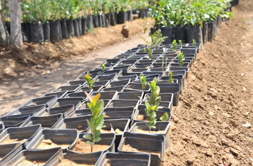  Gobierno de Jacona se anticipa con trabajos para próxima reforestación