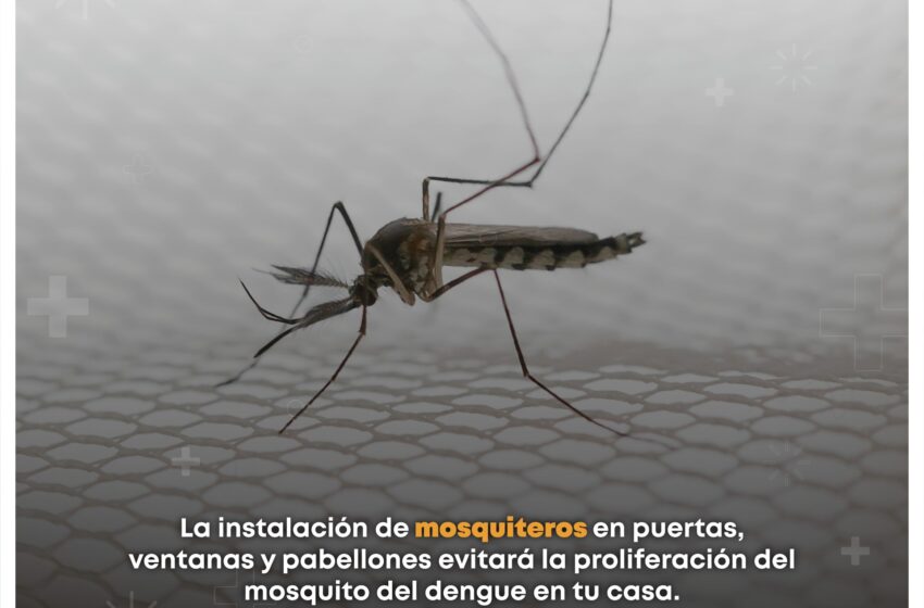  Mosquito Aedes aegypti transmite dengue, zika y chikungunya; evita su proliferación