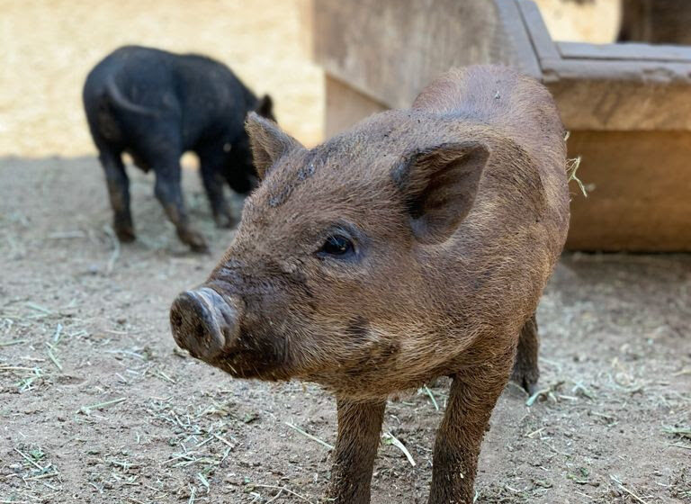 Cerdos vietnamitas, nuevos integrantes del Zoológico de Morelia