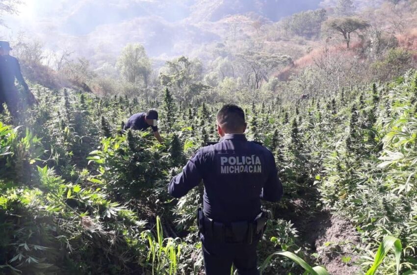  Firme, el combate al trasiego y cultivo de drogas en Michoacán