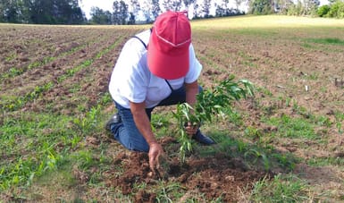  Sembrando Vida reforesta Michoacán con más de ocho millones de árboles nuevos