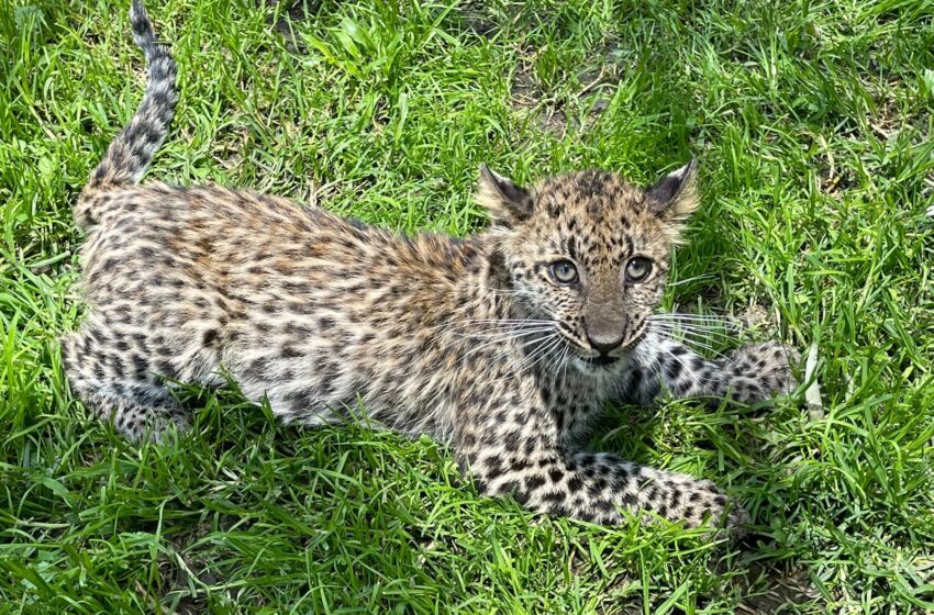 Nuevo ejemplar de leopardo en el Zoológico de Morelia