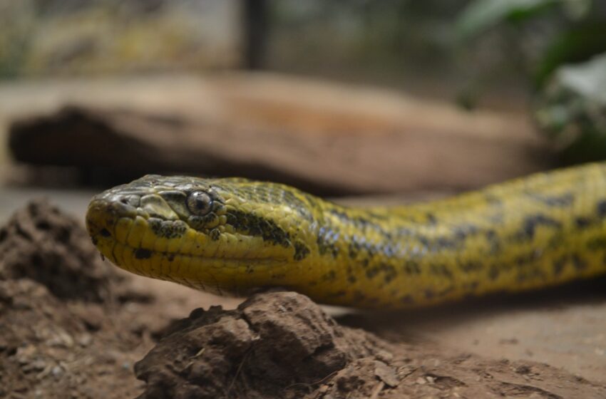  Habitan 22 especies de serpientes en el Zoológico de Morelia