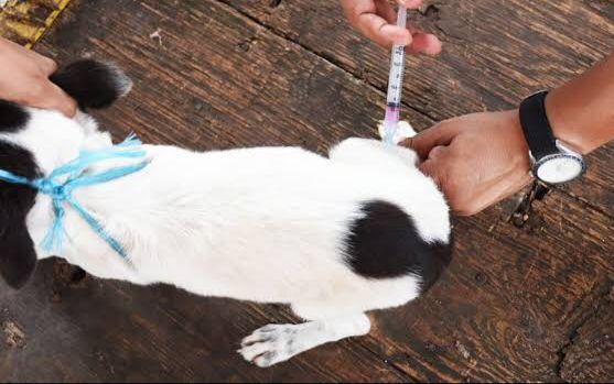  Arranca jornada de vacunación antirrábica canina y felina en Tarímbaro