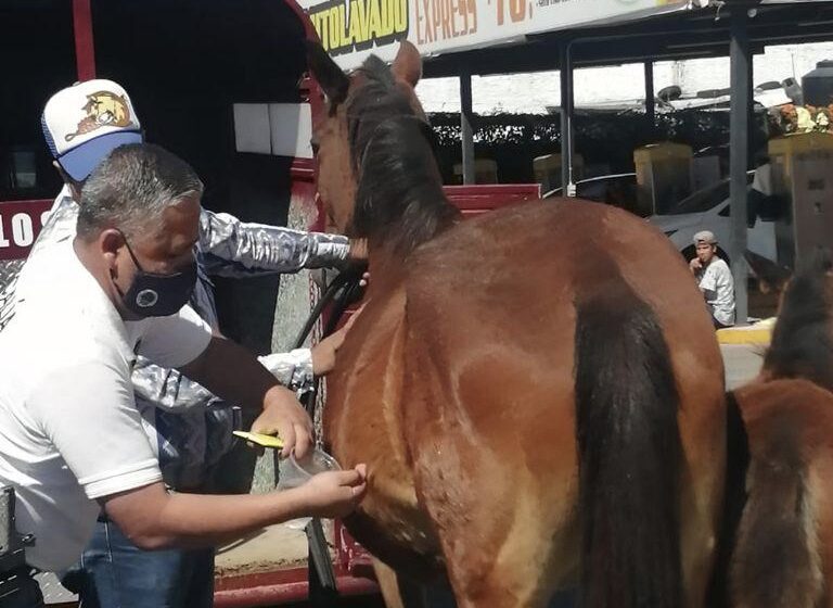  Investiga Fiscalía General posibles hechos constitutivos del delito de maltrato animal