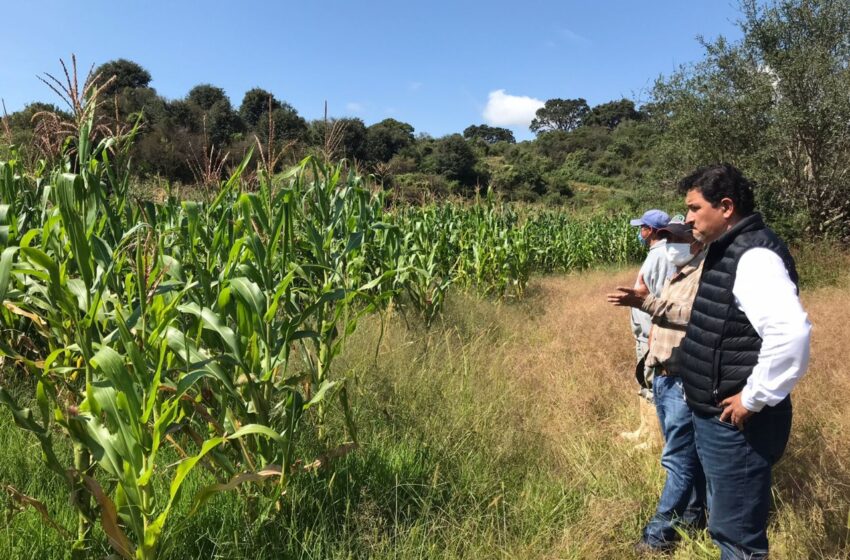  Inicia programa para campos libres de plagas en zonas rurales de Morelia