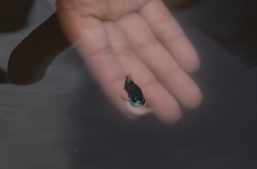  Investigadores de la UMSNH logran rescatar especie de la extinción