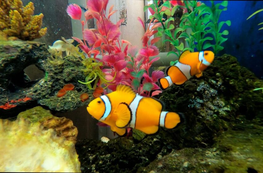  Acuario del Zoológico de Morelia con 477 ejemplares para conocer