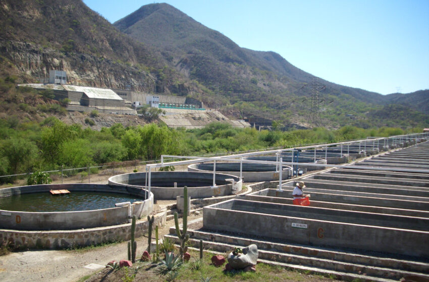  Listo primer lote de crías de tilapia del centro reproductor de Infiernillo