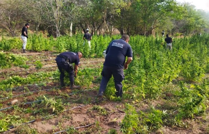  En Tumbiscatío, SSP destruye dos plantíos de marihuana