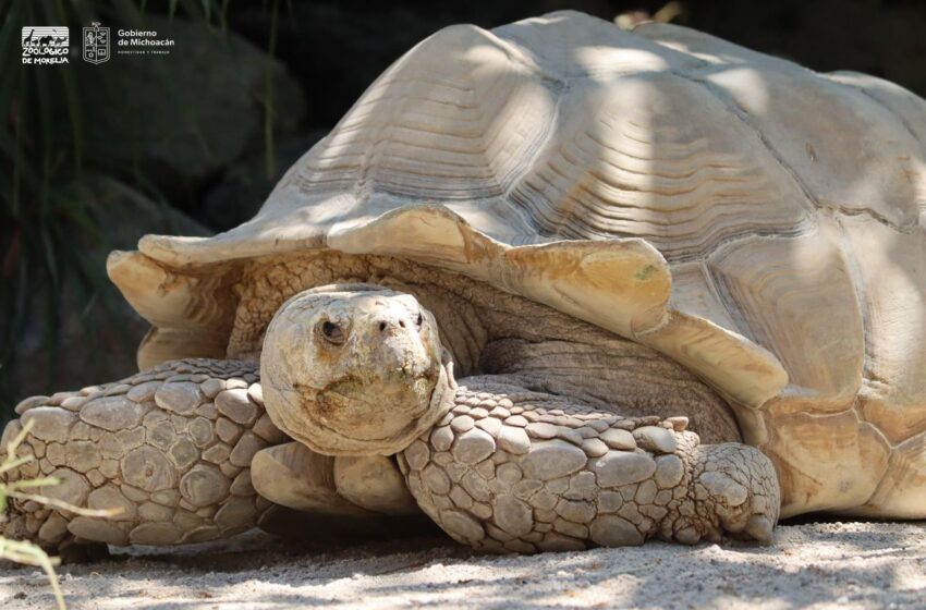  En el Día Mundial de las Tortugas, el Zoológico de Morelia invita a conocer sus 11 especies