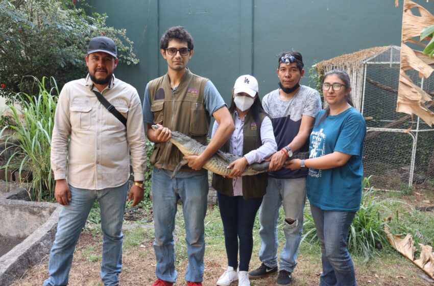  Zoológico de Morelia recibe cocodrilo asegurado por Profepa en Zinapécuaro