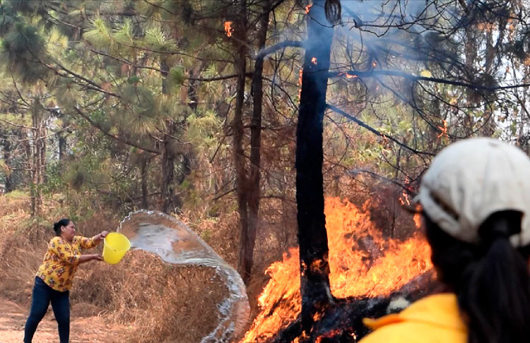  El Gobierno de Michoacán firmará 80 declaratorias de Zonas de Restauración Forestal
