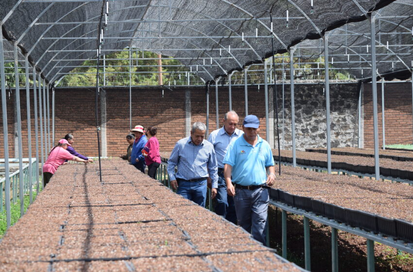  Labor de viveristas, fundamental para la reforestación: Cofom
