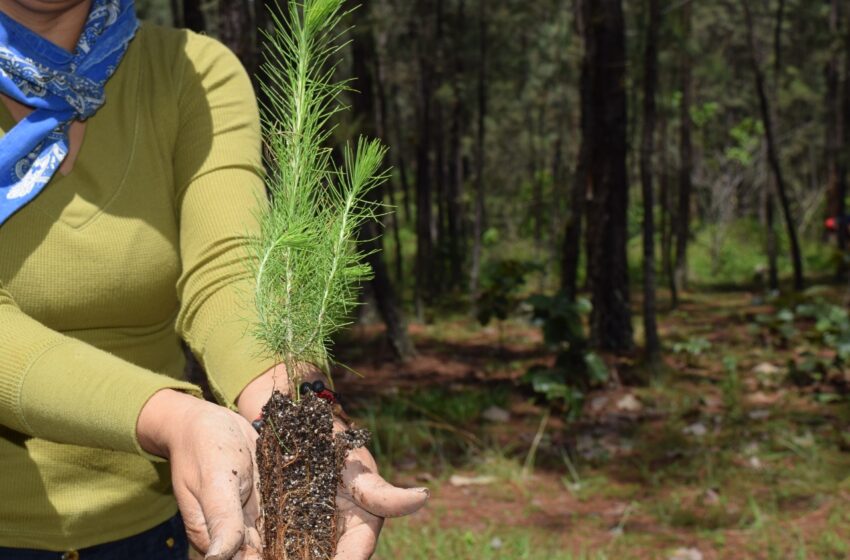  Más de 50 municipios beneficiados con campaña de reforestación 2022