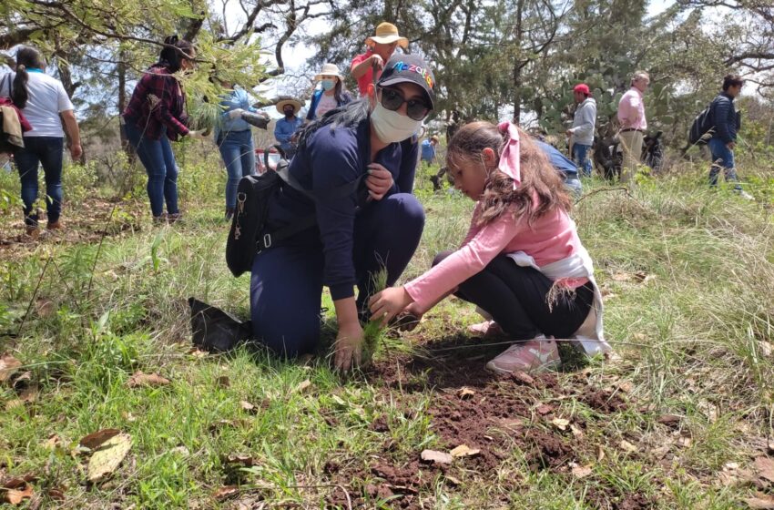 Reforestan mil 500 árboles en Irimbo
