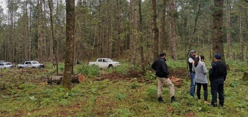  Tras una inspección, SSP y COFOM aseguraron 103 troncos al parecer de tala ilícita