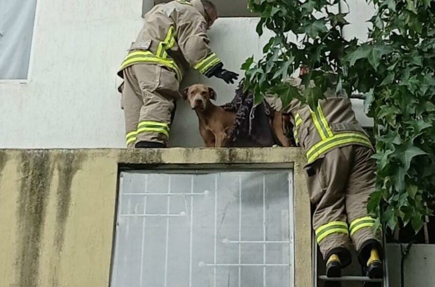  Centro de Atención Animal de Morelia rescata a perrito de maltrato