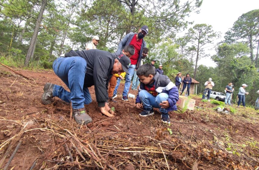  Suman esfuerzos sociedad y gobierno, por los bosques y resina de Michoacán