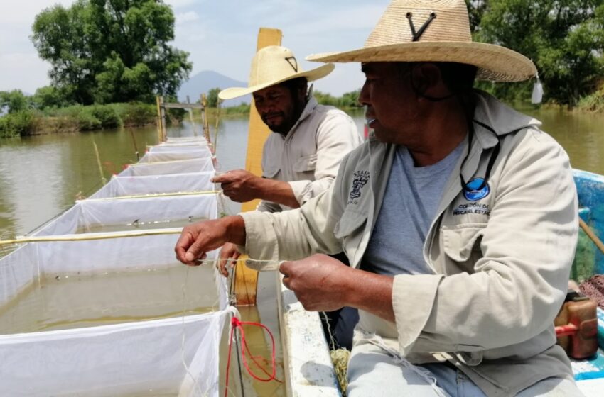  Avanza Compesca en la reactivación de la Reserva Ecológica de Especies Nativas de Pátzcuaro