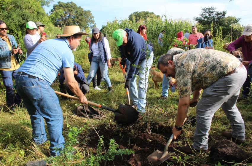 Con reforestación de especies protegidas, restauran el manantial de la Mintzita