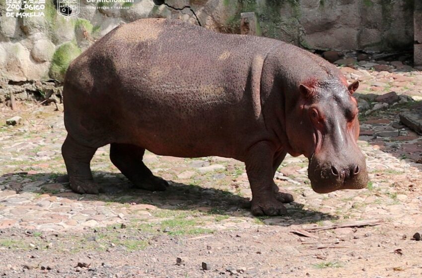  Hipopótamos, más salvajes que el león