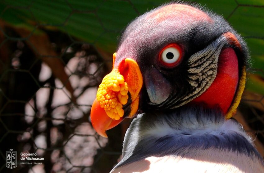 Zoológico de Morelia invita a conocer el zopilote rey