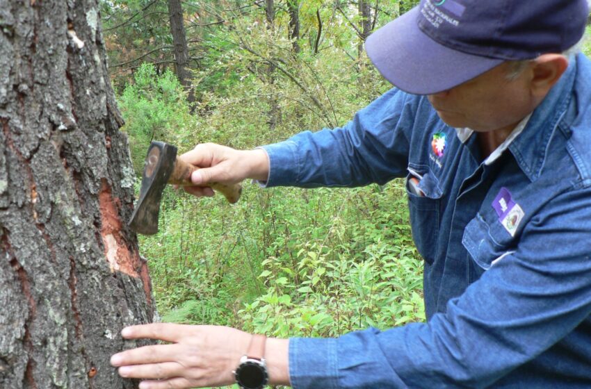  Cofom mantiene monitoreo ante la presencia de plagas y enfermedades forestales