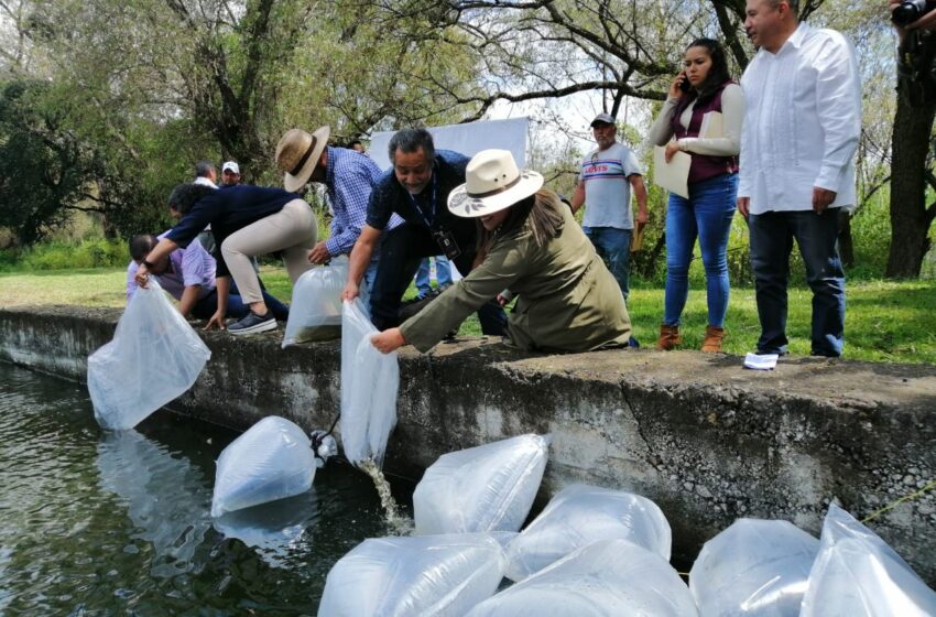  Siembra Compesca 100 mil crías de tilapia en embalses de Huandacareo
