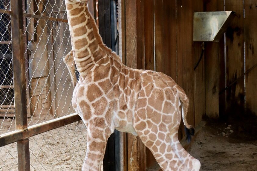 Nace jirafa reticulada en el Zoológico de Morelia