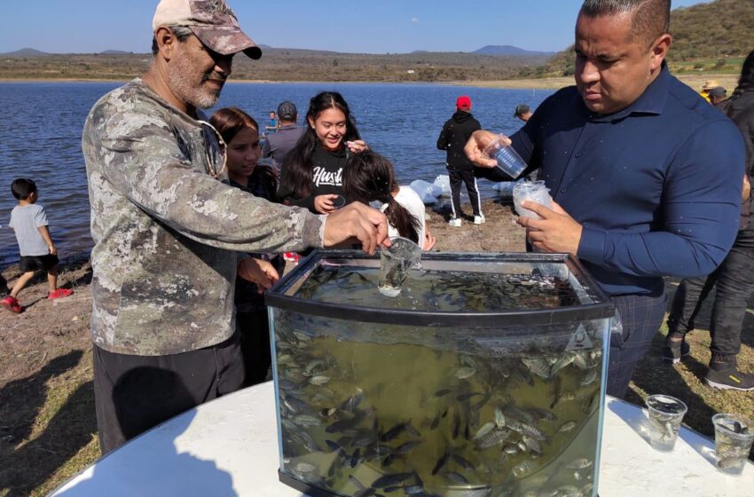  Siembra Compesca 30 mil crías de tilapia en Santa Ana Maya