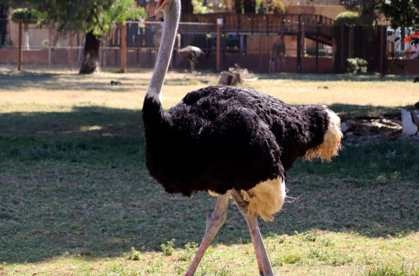 Zoológico de Morelia arropa al ave más grande y rápida del mundo