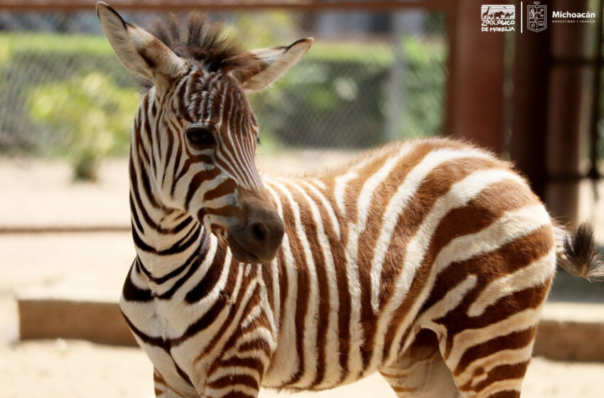 Zoológico de Morelia registró 160 nacimientos en 2022
