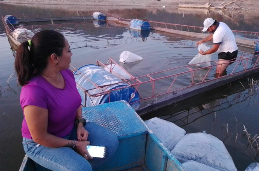 Compesca siembra 25 mil crías de tilapia en Huetamo