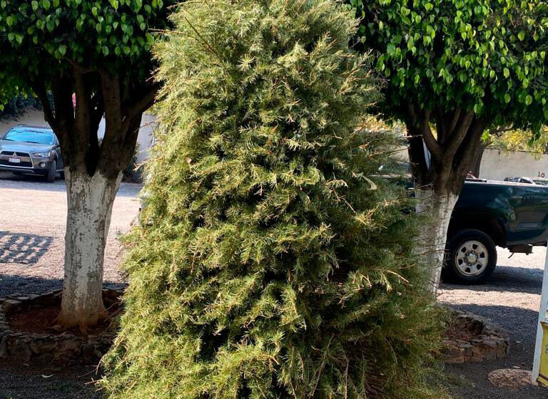 Zoológico de Morelia arranca campaña de reciclaje de árboles de navidad