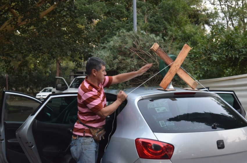Instala Cofom centros de acopio de árboles de Navidad en Morelia