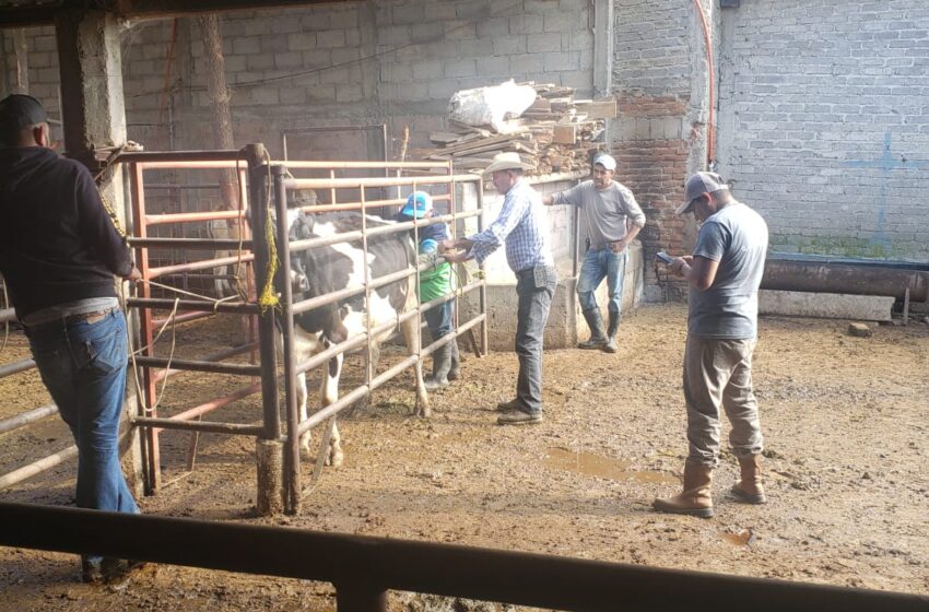  SADERMA da seguimiento a Programa de Mejoramiento Genético en bovinos 2023