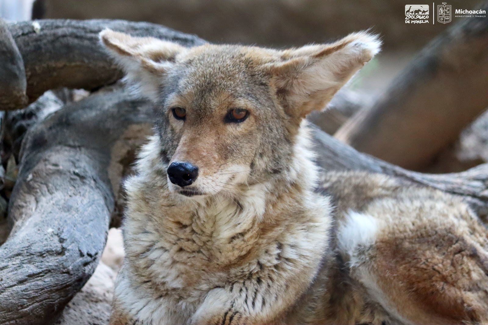  Conoce en el Zoo de Morelia al coyote, un cazador formidable