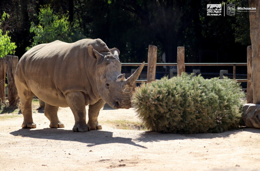 Recolecta Zoológico de Morelia 117 árboles de Navidad