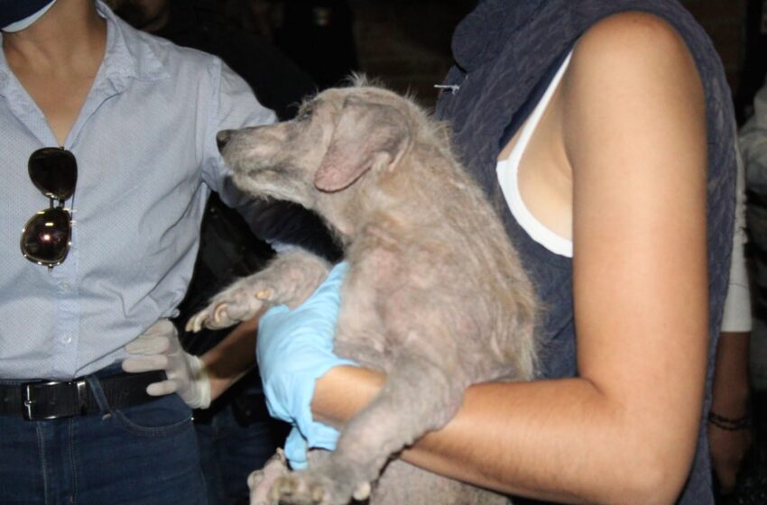  Centro de Atención Animal participa en operativo de decomiso de perros maltratados