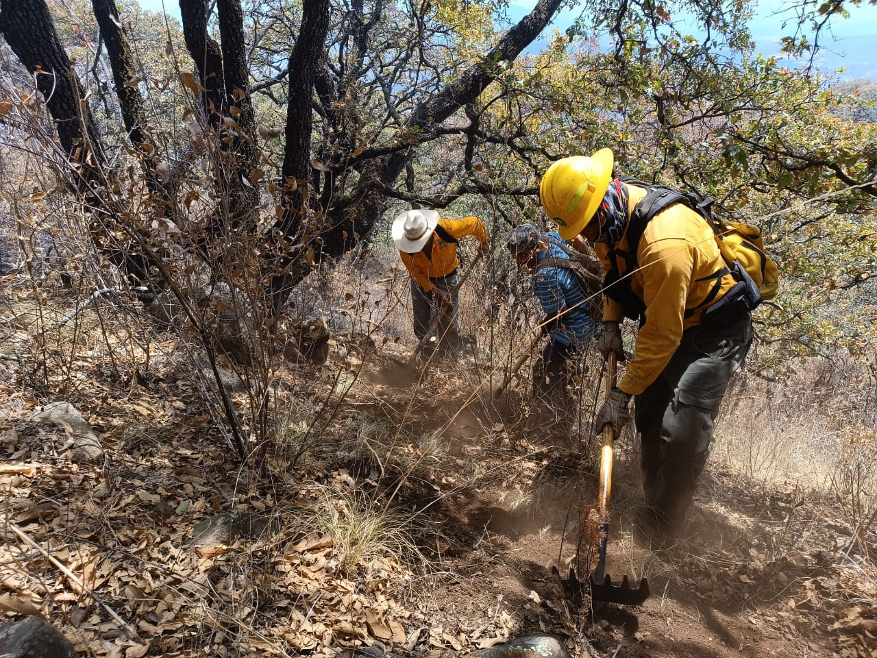  Trabajan 72 brigadas en atención de incendios forestales en Michoacán