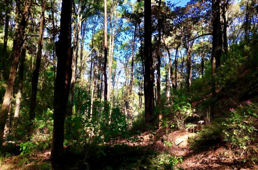  Morelia cuenta ya con un cinturón verde de protección ambiental: Secma