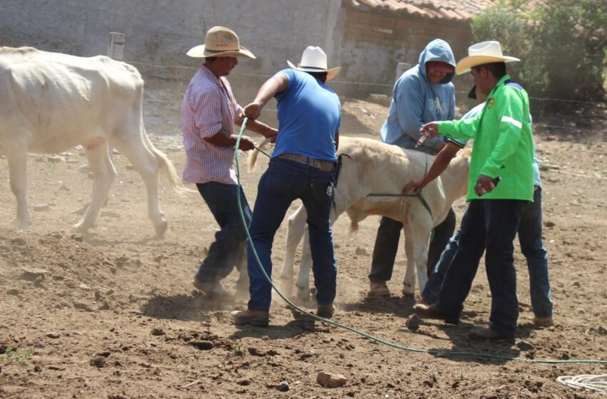 Gobierno de Morelia continúa con vacunación bovina en las Tenencias
