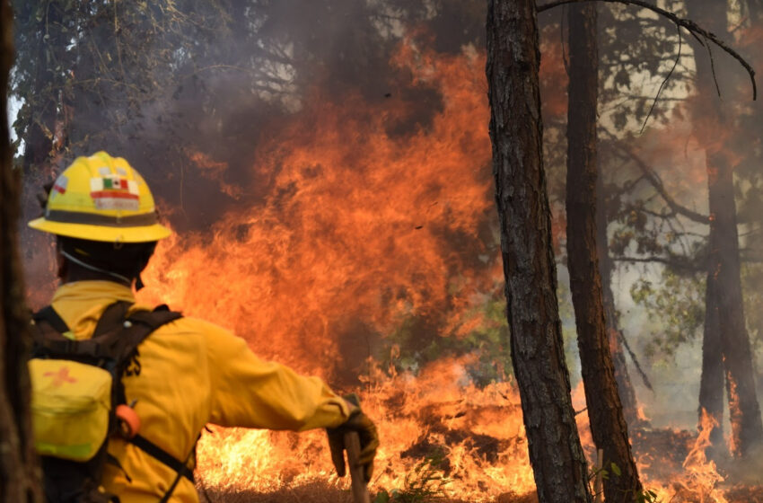 Sigue estas recomendaciones de la Cofom para prevenir incendios forestales