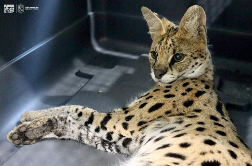 Zoológico de Morelia recibe a serval decomisado por la Profepa
