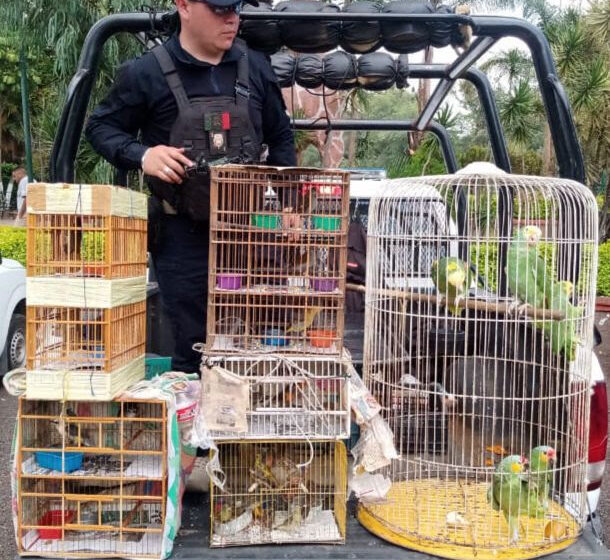  SSP y Profepa aseguran 40 especies de aves en peligro de extinción, en Morelia