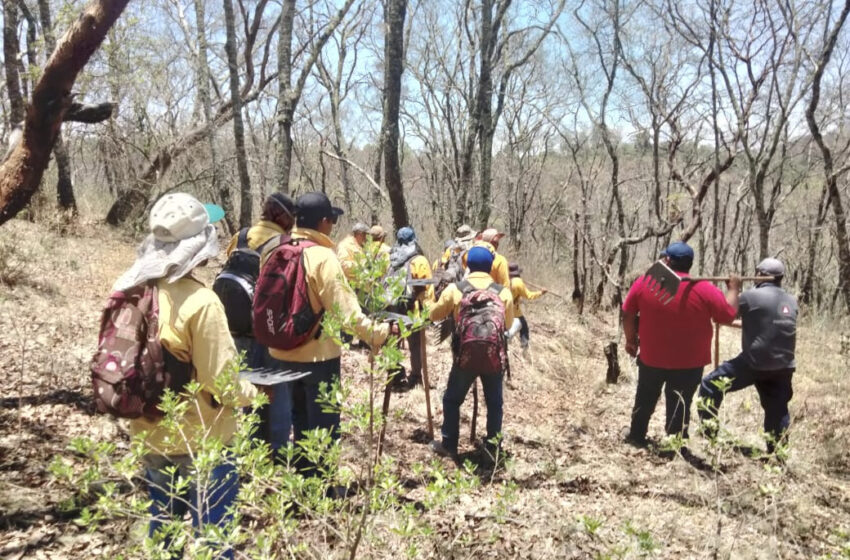  Incendio forestal en Villa Jiménez, controlado al 100% con ayuda de helicóptero: Cofom